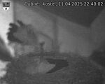 Capi_Dubne_20250411_224002.jpg