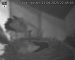 Capi_Dubne_20250411_224503.jpg
