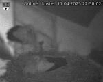 Capi_Dubne_20250411_225002.jpg