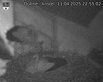 Capi_Dubne_20250411_225502.jpg
