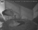Capi_Dubne_20250411_230003.jpg