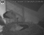 Capi_Dubne_20250411_230503.jpg