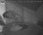 Capi_Dubne_20250411_231002.jpg