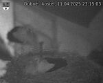 Capi_Dubne_20250411_231503.jpg