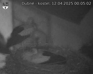 Capi_Dubne_20250412_000502.jpg (1350 x 1080)