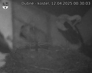 Capi_Dubne_20250412_003003.jpg (1350 x 1080)
