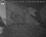 Capi_Dubne_20250412_004002.jpg