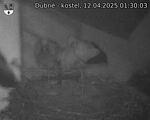 Capi_Dubne_20250412_013003.jpg