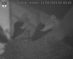 Capi_Dubne_20250412_020502.jpg