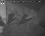 Capi_Dubne_20250412_021002.jpg