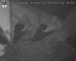 Capi_Dubne_20250412_022003.jpg