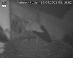 Capi_Dubne_20250412_031002.jpg