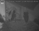 Capi_Dubne_20250412_034502.jpg