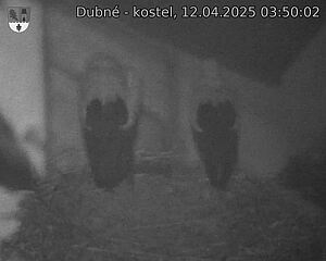 Capi_Dubne_20250412_035002.jpg (1350 x 1080)