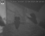 Capi_Dubne_20250412_041003.jpg