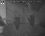 Capi_Dubne_20250412_043002.jpg