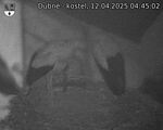 Capi_Dubne_20250412_044502.jpg