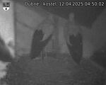 Capi_Dubne_20250412_045002.jpg