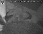 Capi_Dubne_20250412_050502.jpg