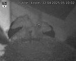 Capi_Dubne_20250412_051002.jpg
