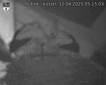 Capi_Dubne_20250412_051503.jpg