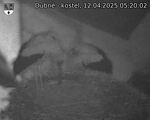 Capi_Dubne_20250412_052002.jpg