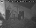 Capi_Dubne_20250412_052502.jpg
