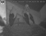 Capi_Dubne_20250412_053003.jpg