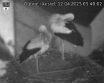 Capi_Dubne_20250412_054002.jpg