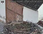 Capi_Dubne_20250412_060503.jpg