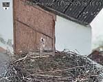 Capi_Dubne_20250412_061003.jpg