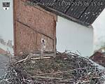 Capi_Dubne_20250412_061504.jpg