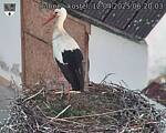 Capi_Dubne_20250412_062003.jpg