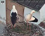 Capi_Dubne_20250412_062502.jpg