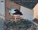 Capi_Dubne_20250412_063503.jpg