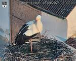 Capi_Dubne_20250412_064003.jpg