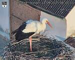 Capi_Dubne_20250412_064503.jpg