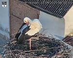Capi_Dubne_20250412_065004.jpg