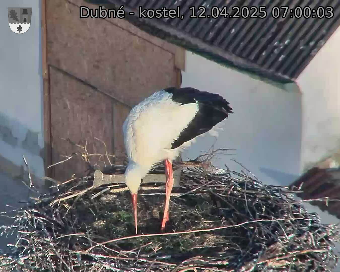 Capi_Dubne_20250412_070003.jpg (1350 x 1080)
