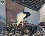 Capi_Dubne_20250412_070003.jpg