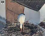 Capi_Dubne_20250412_070503.jpg