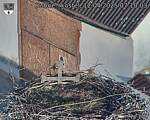 Capi_Dubne_20250412_071003.jpg