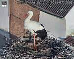 Capi_Dubne_20250412_071502.jpg