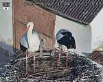 Capi_Dubne_20250412_072004.jpg