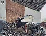 Capi_Dubne_20250412_072502.jpg