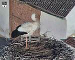 Capi_Dubne_20250412_073504.jpg