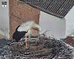Capi_Dubne_20250412_074002.jpg