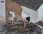 Capi_Dubne_20250412_074503.jpg