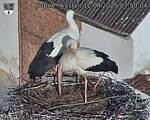 Capi_Dubne_20250412_075004.jpg