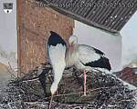 Capi_Dubne_20250412_075502.jpg